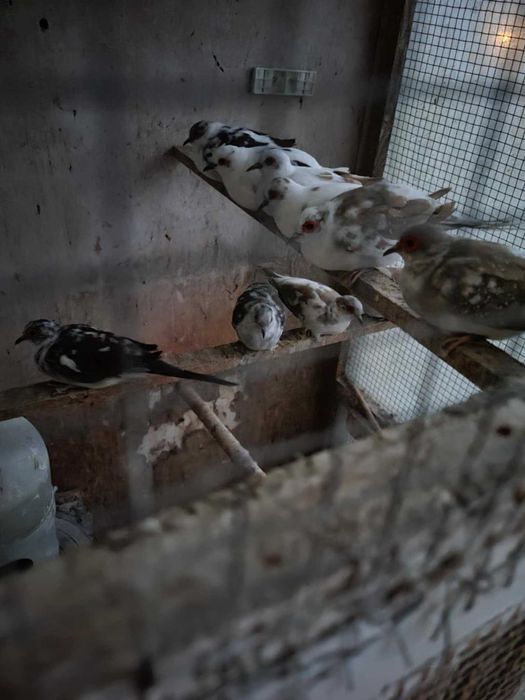 Kanarki, gołąbki diamentowe szeki, klatki