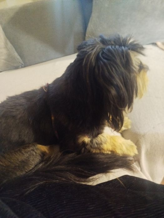 Shih tzu lindíssimo