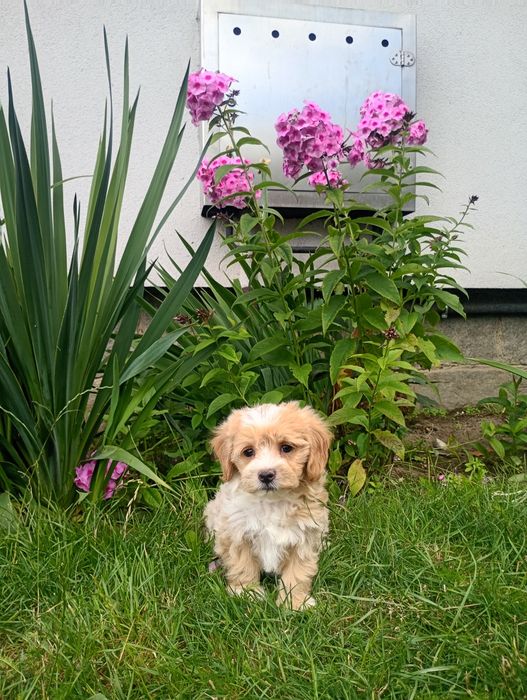 Śliczne Maltipoo