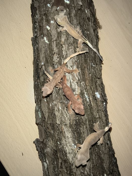 Gekony orzęsione młode