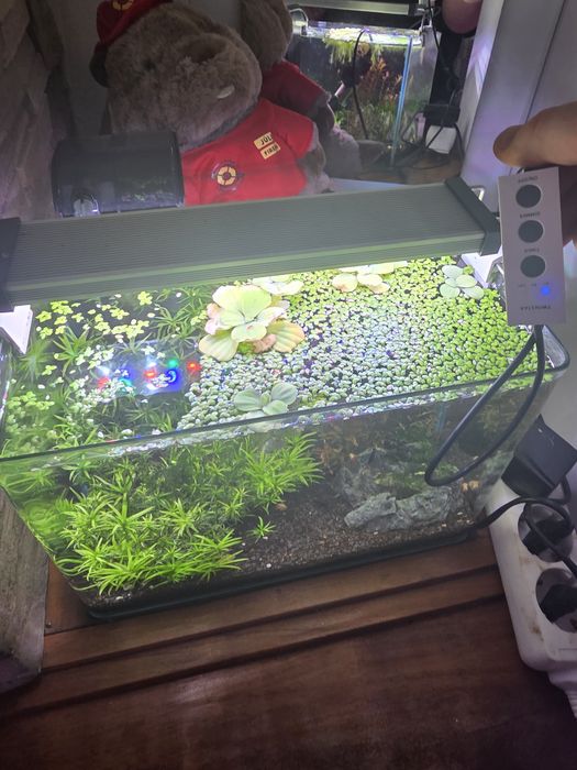 Vendo aquario 10 litros
