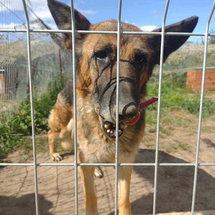 Sunia w typie owczarka szuka domu