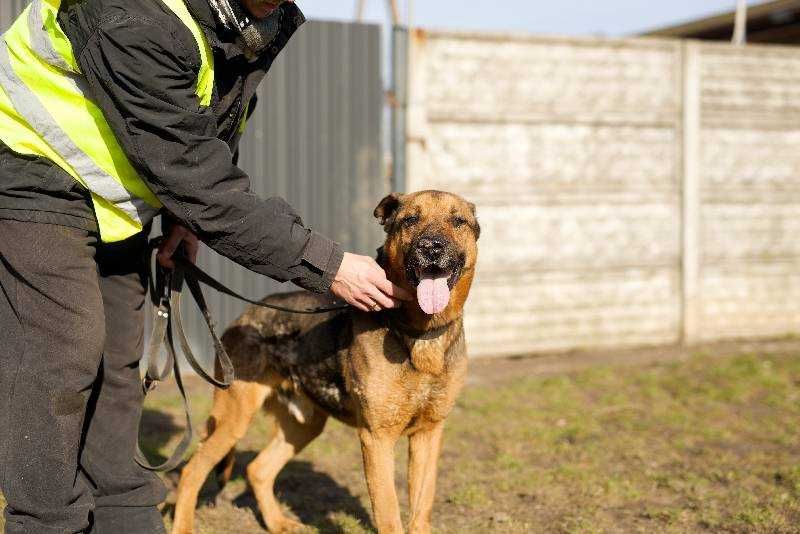 Dragon szuka nowego domu