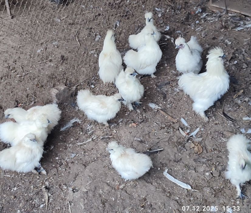 Курочки пухові білі