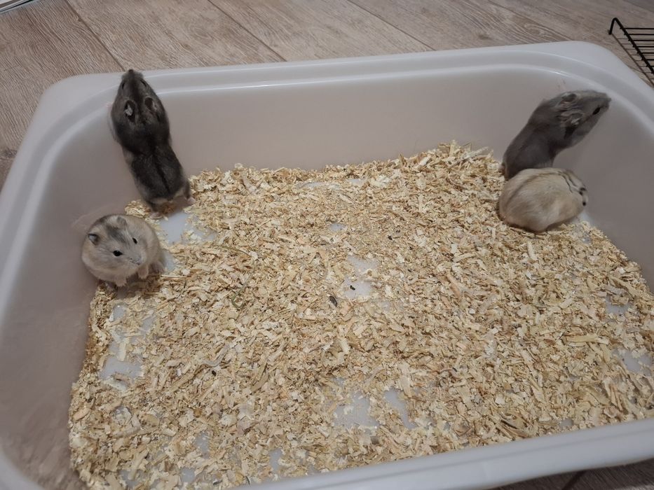 Chomik dżungarski chomiki dżungarskie młodziutkie