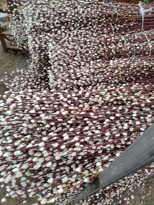 wierzba mandzurska, kręcona, ozdobna, palma, bazie,wianki, wielkanocne