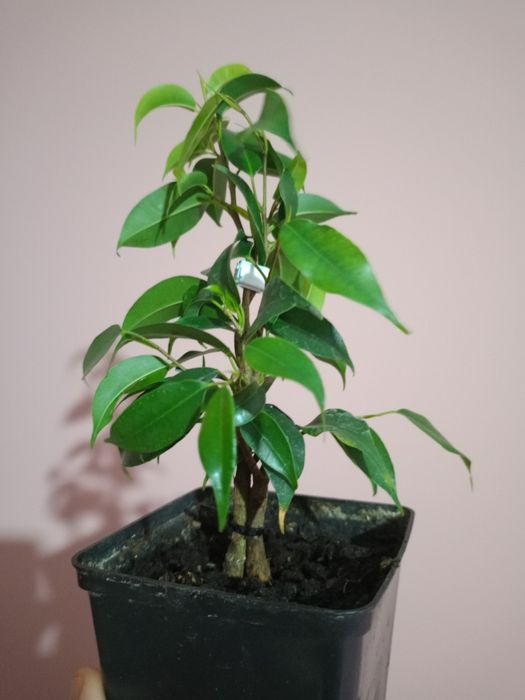 Фікус Бенжаміна , здорові домашні рослини