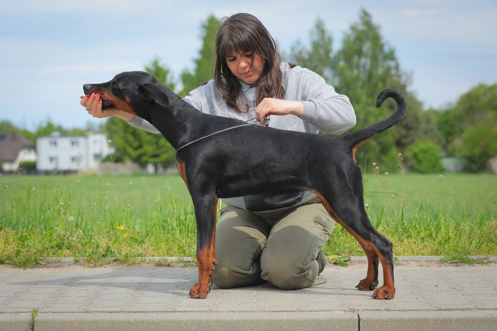 Dobermanka z hodowli Black Fusion FCI, 9 miesięczna