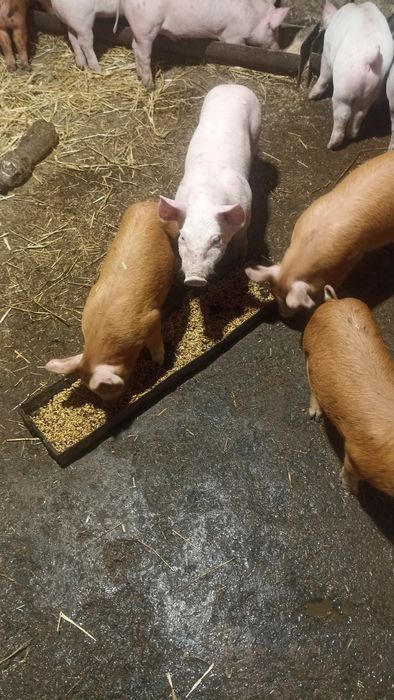 Продам малих поросят