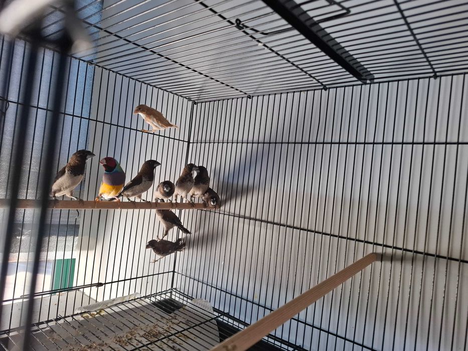 Diamantes de Gould e bengalins