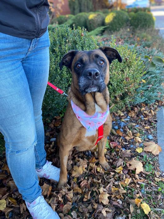 Puma w typie boksera szuka domu. Adoptuj!