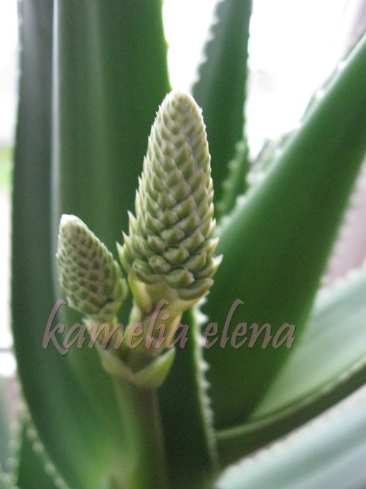 Алоэ Дэлета. Комнатное растение суккулент.