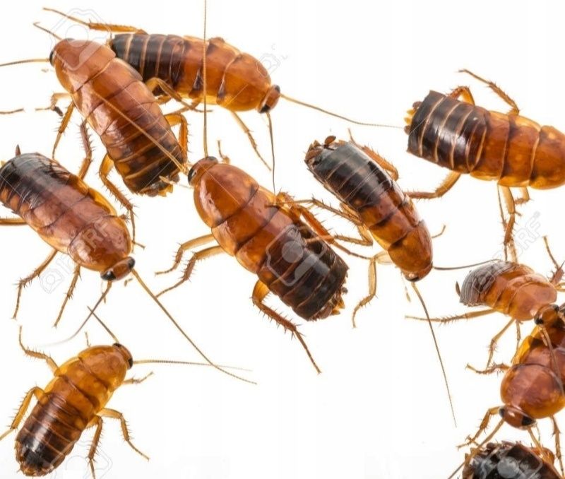 Karaczan turecki sub/imago