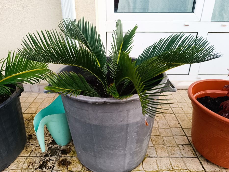 Cyca revoluta Para venda (várias)