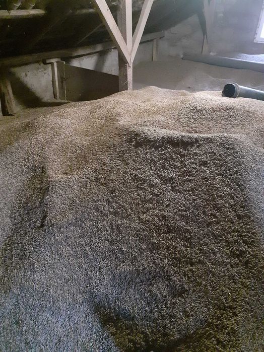 Zboże owies paszowy