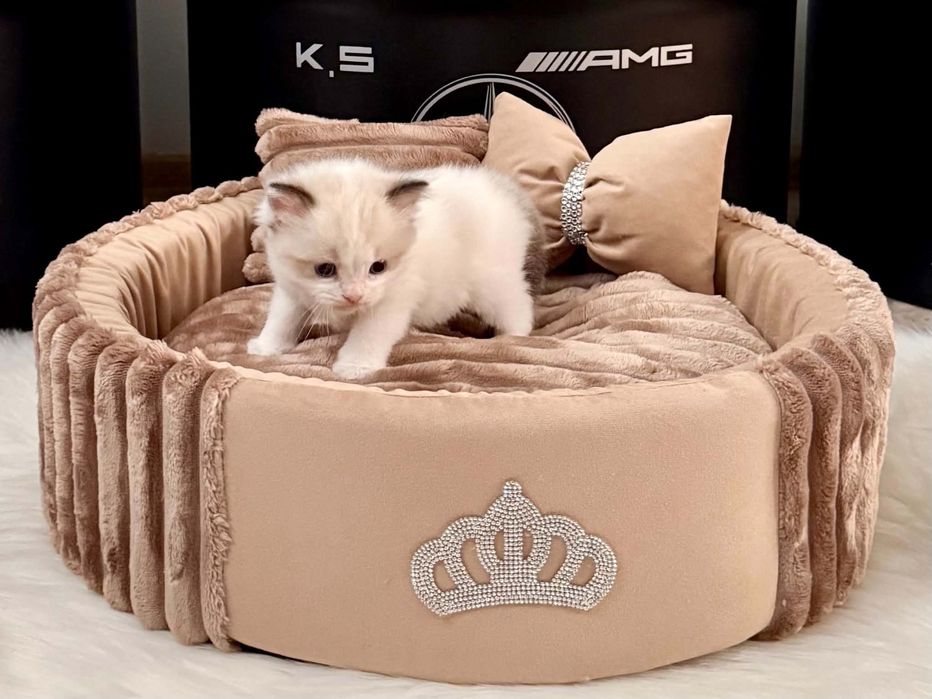 Ragdoll  kocurek