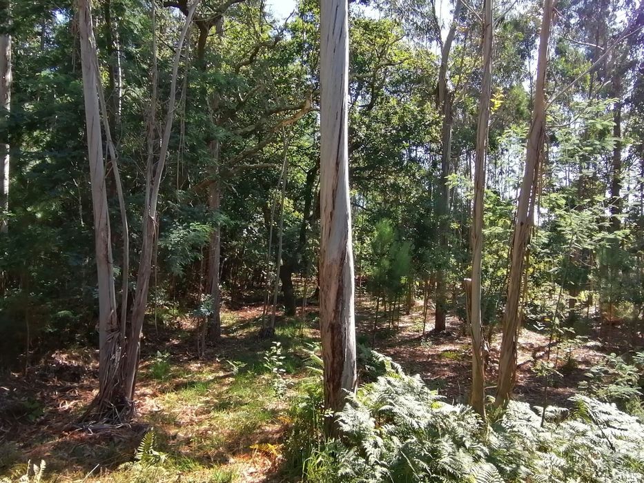 Terreno fantástico para construção