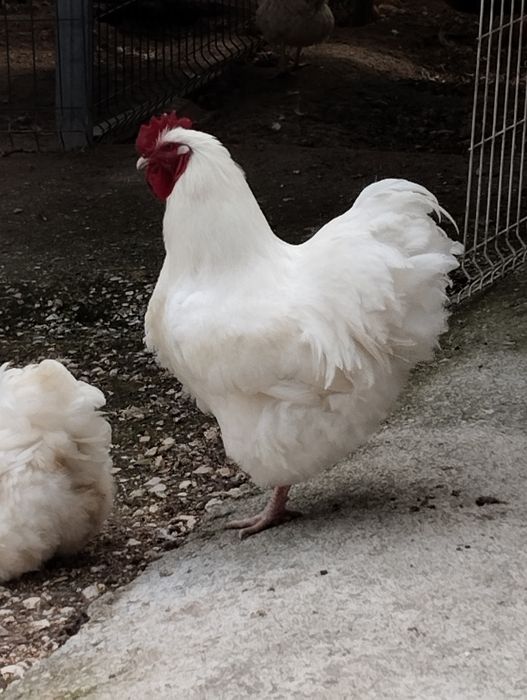 Ovos de Orpington, Amarelo ou Branco