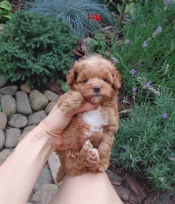 Найсолодша маленька дизайн-паняночка red caramel&white PomaPoo з Києва