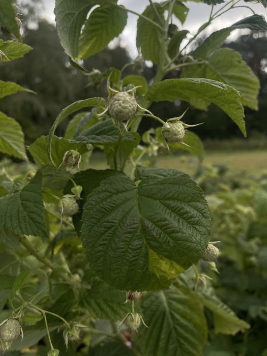 Sprzedam sadzonki maliny jesiennej Poemat