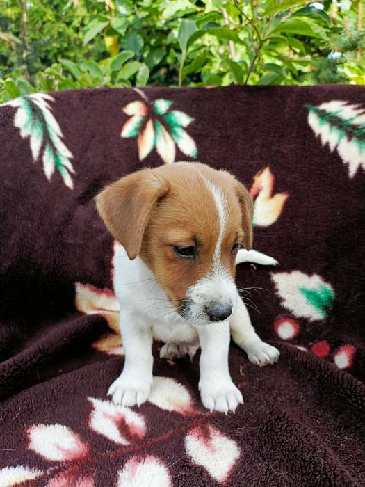 Wzorcowy Jack Russell terrier piękny exterrier rodzice FCI