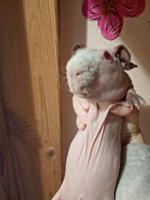 Морська свинка скінні, лиса свинка!