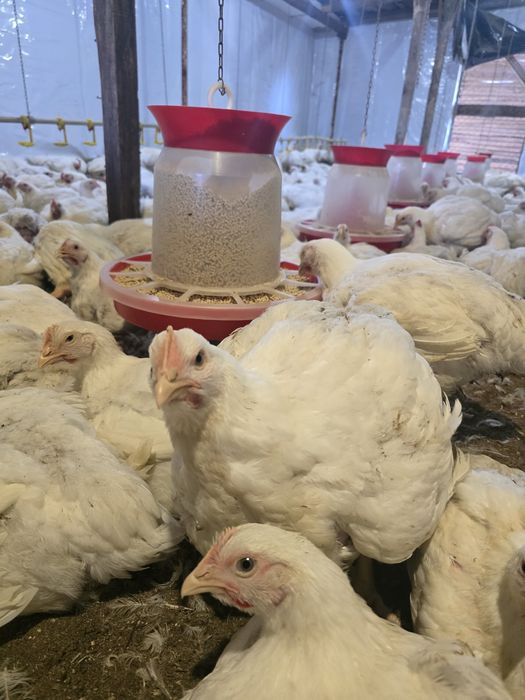 Продаж бройлерів