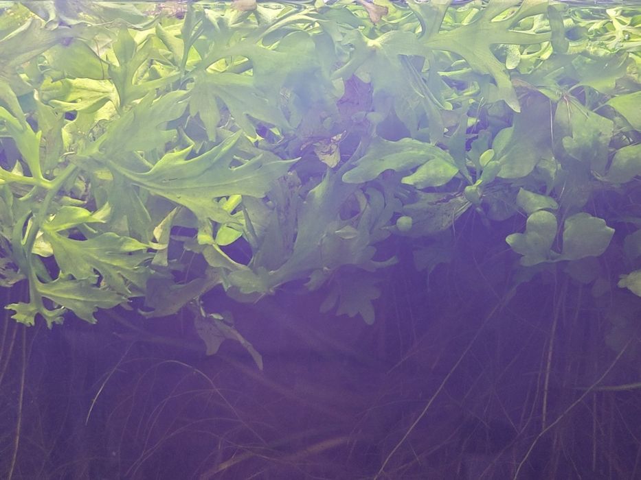 Paproć wodna (mała), różdżyca, ceratopteris, roślina pływająca.