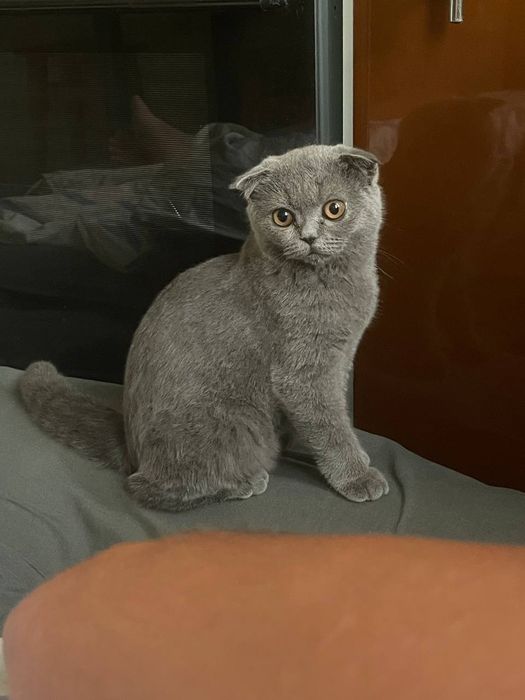 продам британского вислоухого котёнка
