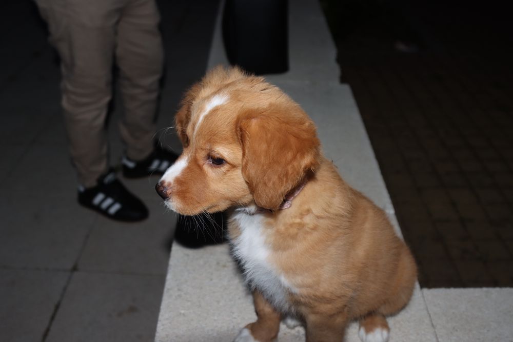 Cadela mestiça (    SRD ) de 5meses