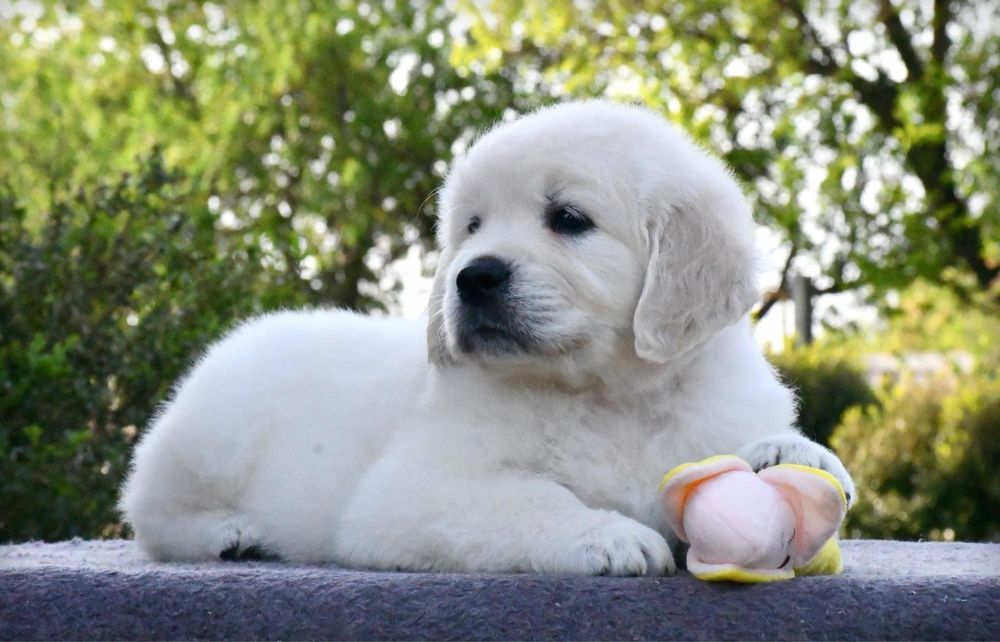 Цуценята Золотистого ретривера