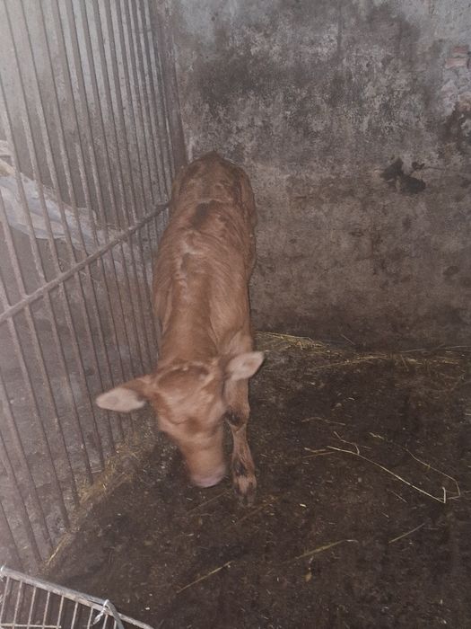 Продам молодого бичка