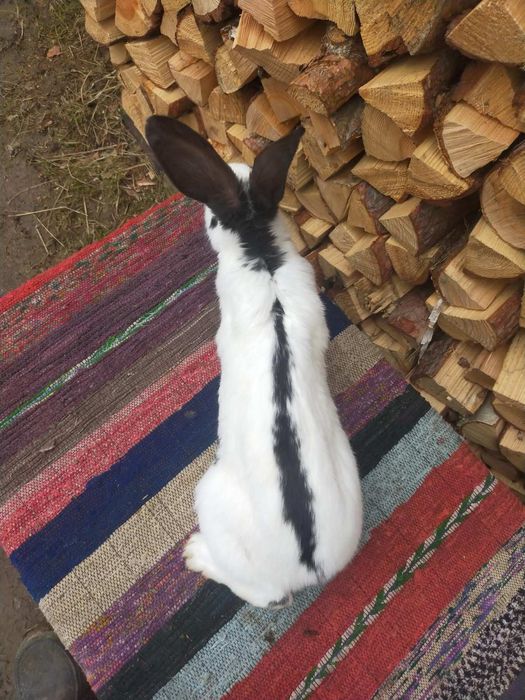 Самчики Німецького строкача . Кролі.