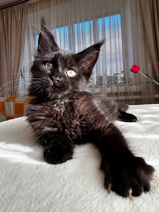 Дівчинка породи Мейн Кун