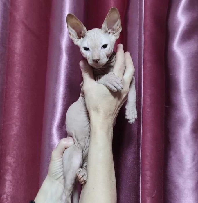 Донський Сфінкс кошенята
