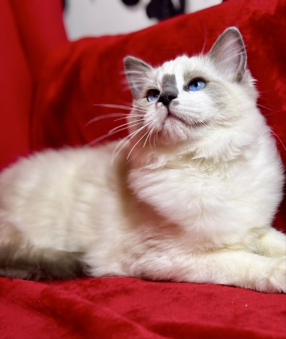 Kocurek Ragdoll - Rufus