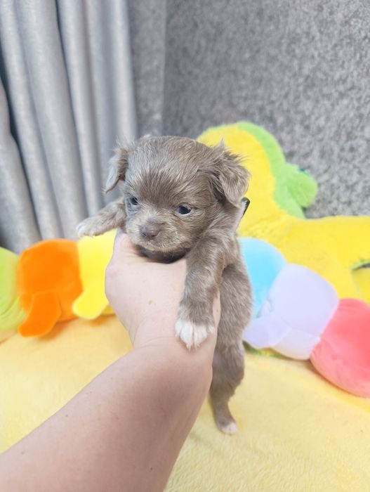 Лиловая девочка чихуахуа