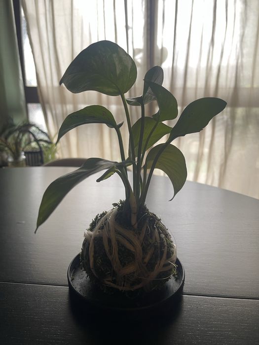 Kokadama de Giboio