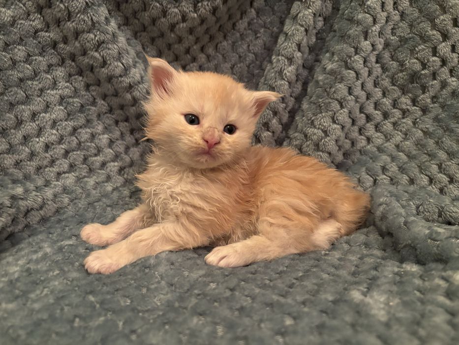 Kocięta Maine coon z rodowodem FPL