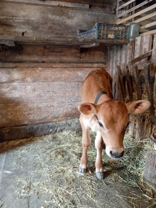 Чистокровний бичок джирсей 1.5місяця