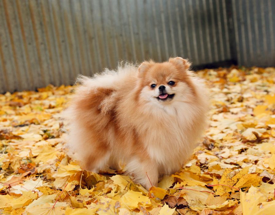 Шикарна дівчинка померанського шпіца.