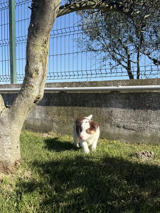 Border collie Macho chocolate PREÇO SÓ ESTA SEMANA
