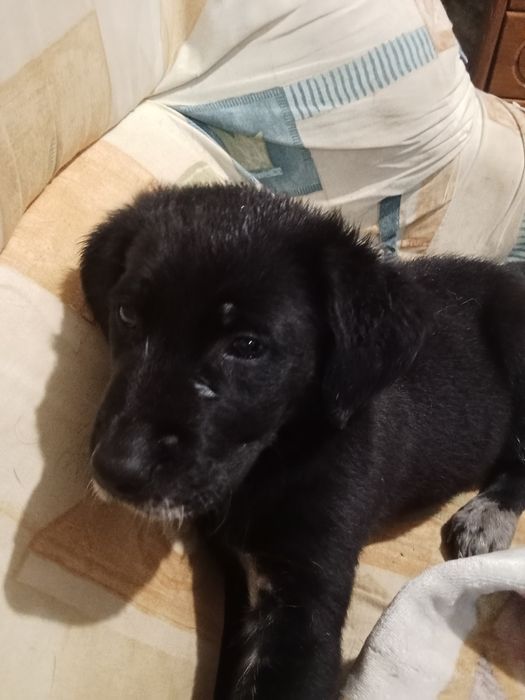 Doação de cachorrinho.