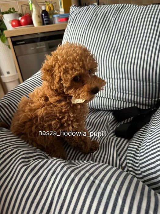Suczka Pudel toy Red płowy ze sprawdzonej hodowli