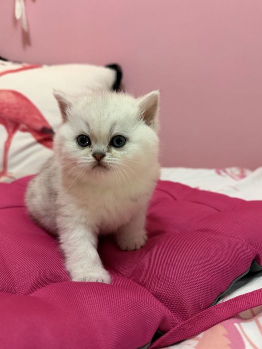 Продаються кошенята