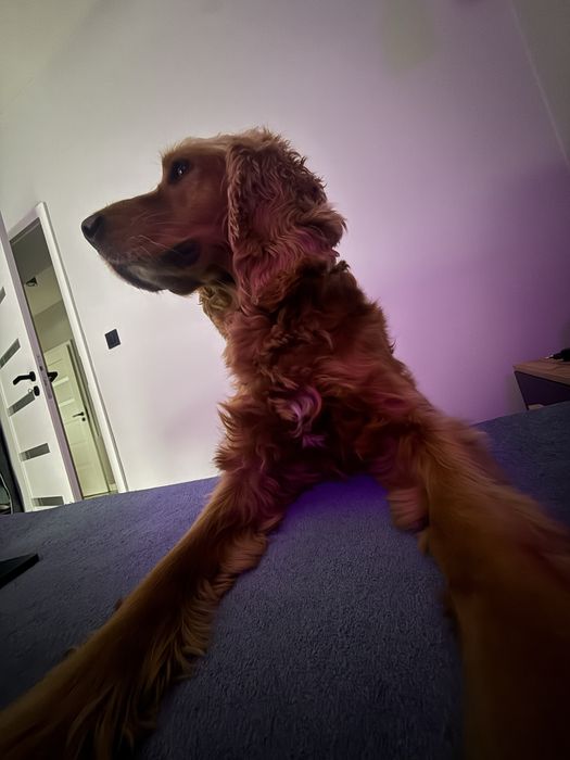 Cocker Spaniel z rodowodem 4 letni