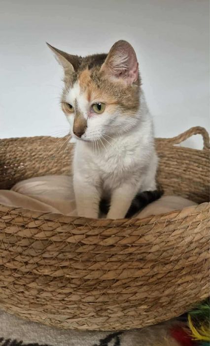 Urocza koteczka do adopcji