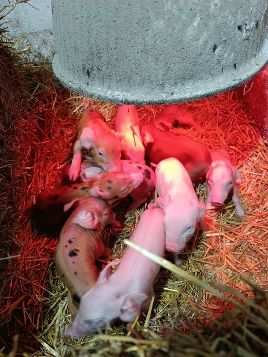 Продам поросят Била велика + Дюрок