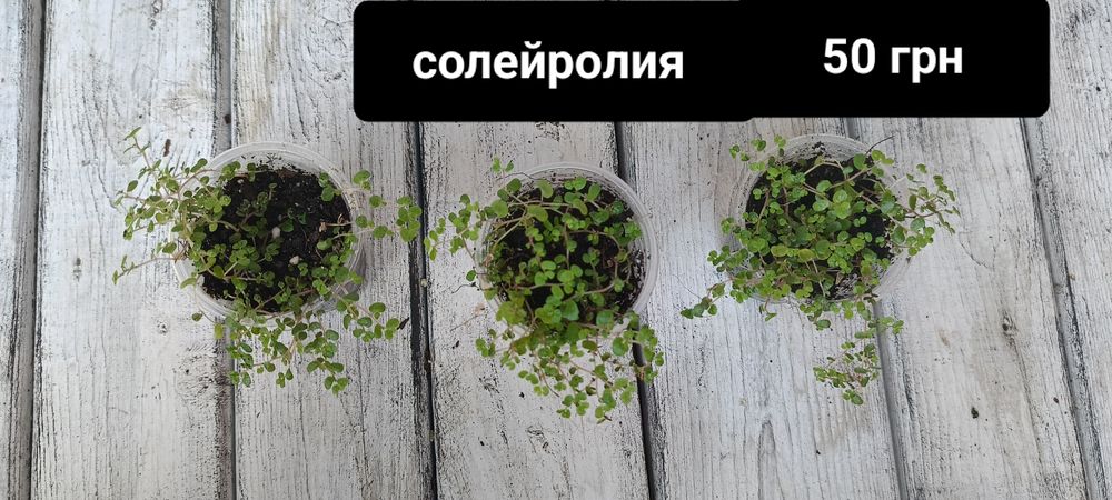 Комнатные растения