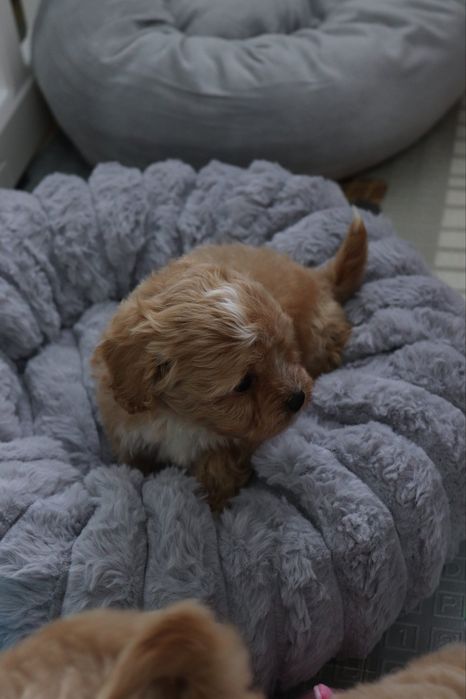 Шикарне цуценятко, мальтипу.